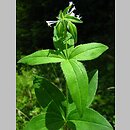 Galium taurinum (przytulia taurydzka)
