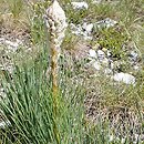 Asphodeline taurica