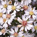 Aster furcatus