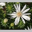 Symphyotrichum falcatum ssp. commutatum var. commutatum