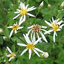 Symphyotrichum cordifolium (aster sercolistny)