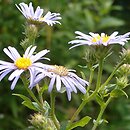 Aster pyrenaeus (aster pirenejski)