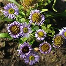 Aster stracheyi (aster Stracheya)