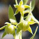 Lysimachia linum-stellatum