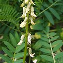 Astragalus galegiformis (traganek rutwicowaty)