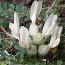 Astragalus albicaulis