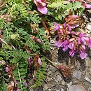Astragalus monspessulanus