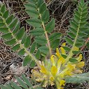 Astragalus pubiflorus