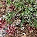 Astragalus spruneri