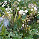 Astrantia bavarica