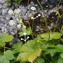 Astrantia carniolica