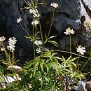 Astrantia minor
