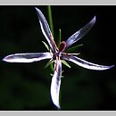 Asyneuma anthericoides