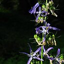 Campanula pichleri
