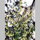 Atriplex glabriuscula (łoboda nadmorska)