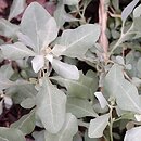 Atriplex halimus (łoboda solniskowa)