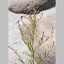 Atriplex littoralis (łoboda nadbrzeżna)