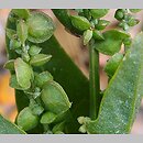 Atriplex heterosperma (łoboda różnonasienna)