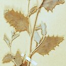 Atriplex rosea (łoboda gwiazdkowata)