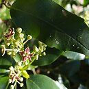 Aucuba japonica (aukuba japońska)