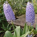 Scilla madeirensis