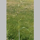 Avena barbata (owies brodaty)