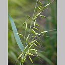 Avena brevis (owies krótki)