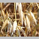 Avena nuda (owies nagi)