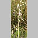 Avena sterilis (owies płonny)