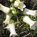 Azorina vidalii (azoryna Vidala)