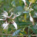 Baccharis halimifolia (komarnik wirginijski)