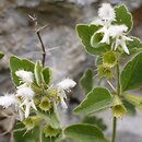 Acanthoprasium frutescens