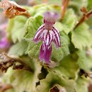 Ballota hirsuta