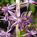 Barnardia japonica (barnardia japońska)