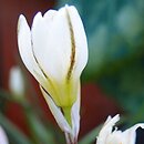 Nothoscordum vittatum