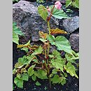 Begonia grandis