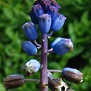 Bellevalia dubia