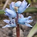 Bellevalia hyacinthoides