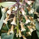 Bellevalia longistyla