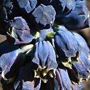 Bellevalia paradoxa