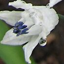Bellevalia romana