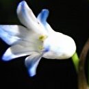 Bellevalia tabriziana