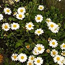 Bellium minutum