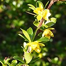 Berberis angulosa
