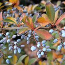 Berberis aristata