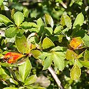 Berberis cooperi