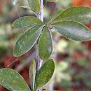 Berberis dictyophylla