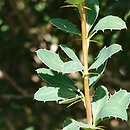 Berberis fendleri