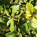 Berberis francisci-ferdinandi