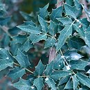 Berberis haematocarpa (berberys meksykański)